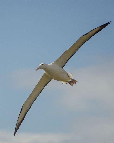 Royal Albatross in Dunedin, New Zealand. | Pet birds, Sea birds, Albatross