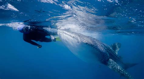 Parasites store black box of info on whale sharks' diet - TrendRadars