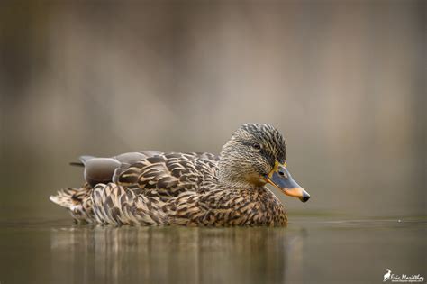 Canard Colvert Faune Alpine Ch Eric Mari Thoz