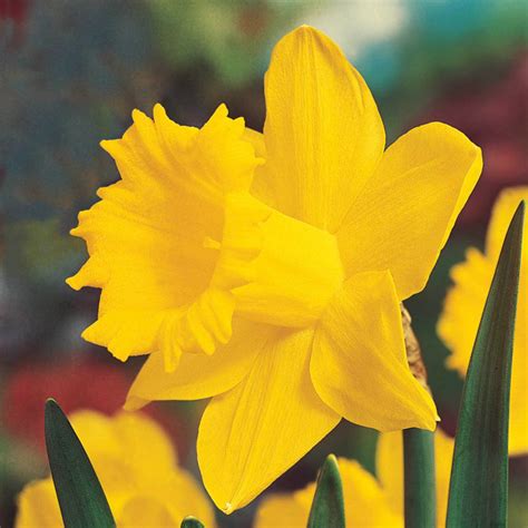 Brecks Colossal Daffodil Giant Yellow Daffodils Brecks