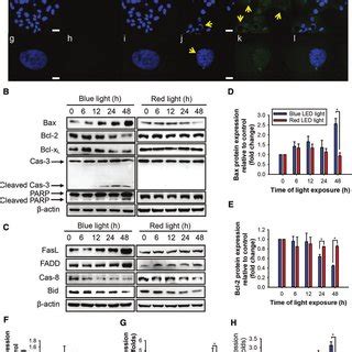 Blue Light Exposure Causes Rpe Cell Damage Through Bcl And Bax