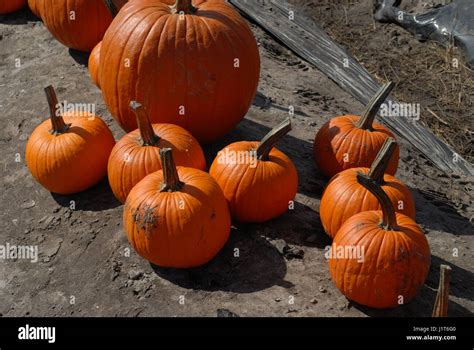 Pumpkins Stock Photo Alamy