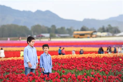 Tulip festival 2021 | photo j