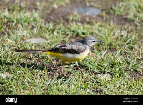 Western Yellow Wagtail Motacilla Flava Possibly Female Stock Photo