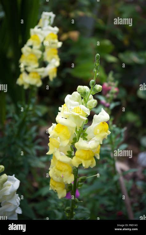 Yellow Antirrhinum Flowers Commonly Known As Snapdragons Stock Photo