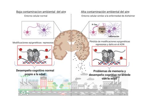 La Exposici N A Part Culas Contaminantes Del Aire Induce Cambios