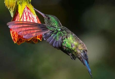 Beija Flor Caracter Sticas Alimenta O E Suas Curiosidades