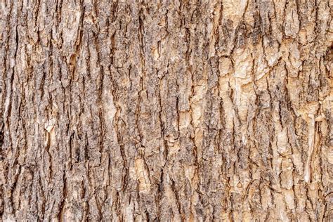 Tree Bark Texture Background Stock Photo At Vecteezy