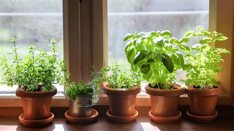 How To Grow Herbs In Your Kitchen Eva Solo