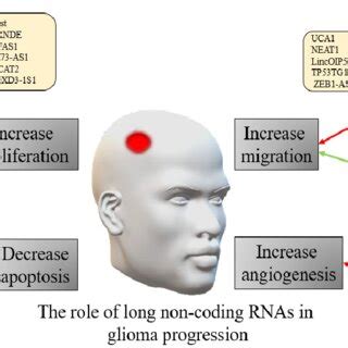 The Role Of Long Non Coding Rnas In Human Glioma Progression The Red