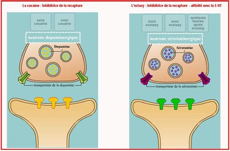 Action Des Drogues Sur Le Syst Me Nerveux Vive Les Svt Les Sciences