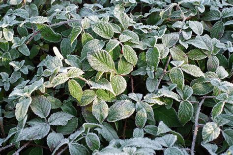 frost flowers Free Photo Download | FreeImages