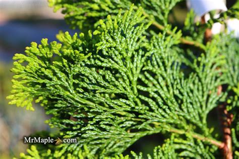 Buy Chamaecyparis Obtusa Confucius Dwarf Golden Hinoki Cypress — Mr