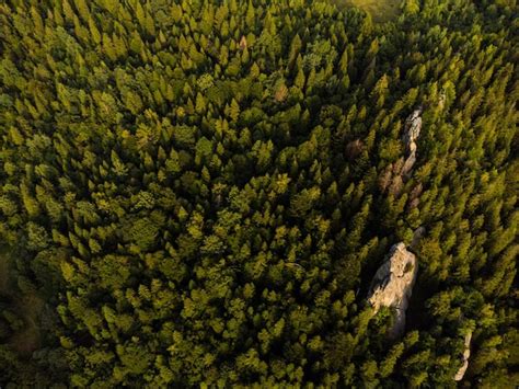 Vista aérea da paisagem da floresta de montanha Foto Premium