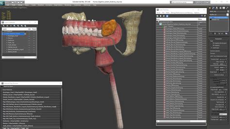 Human Digestive System Anatomy 3D Model $79 - .3ds .blend .c4d .fbx .ma .obj .max - Free3D