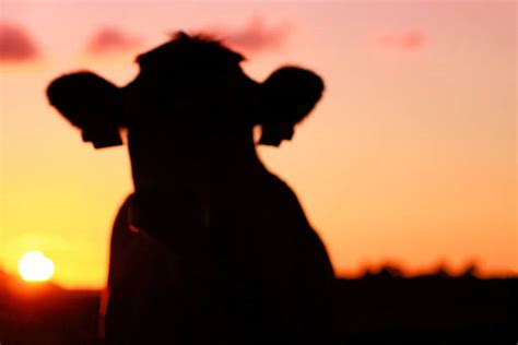 Cow Sunset Silhouette Cattle Stock Photos, Pictures & Royalty-Free Images - iStock