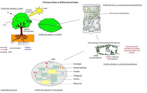 Découvrir 143 imagen formule photosynthese fr thptnganamst edu vn