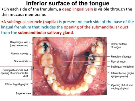 Clinical Anatomy Of Oral Cavity Ppt Download Oral Cavity Membrane Oral