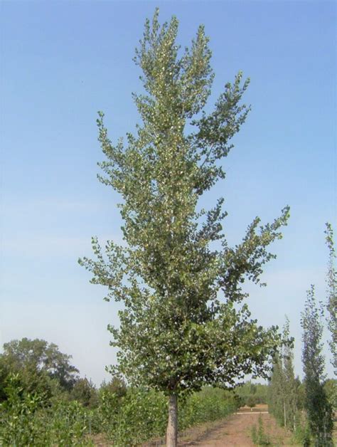 Prairie Sky Hybrid Poplar Jeffries Nurseries