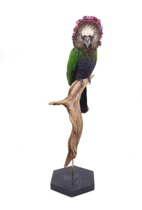 Fan Parrot Df Taxidermy Quality Bird Mounts Professionele Vogel