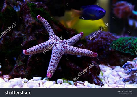 Indian Sea Star Fromia Indica Stock Photo 1036104994 Shutterstock