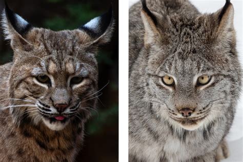 Lynx vs. Bobcat, How to Tell the Difference Between Them