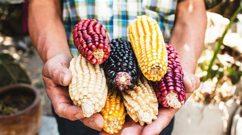 El maíz nativo un tesoro ancestral en la gastronomía UNAM Global