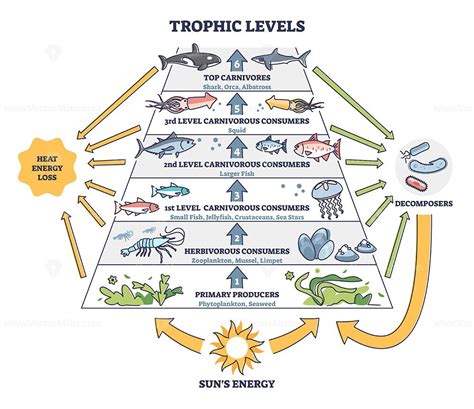 Ocean Food Chain Pyramid