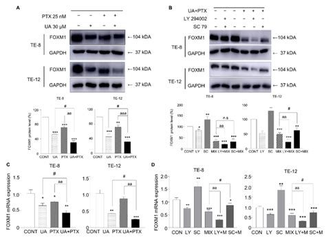 Ua And Ptx Inhibited Foxm Expression In Escc Cells A B Protein