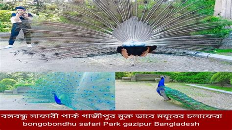 ময়ূর পাখির পেখম মেলার অসাধারণ দৃশ্য Amazing White Peacock Dance Blue