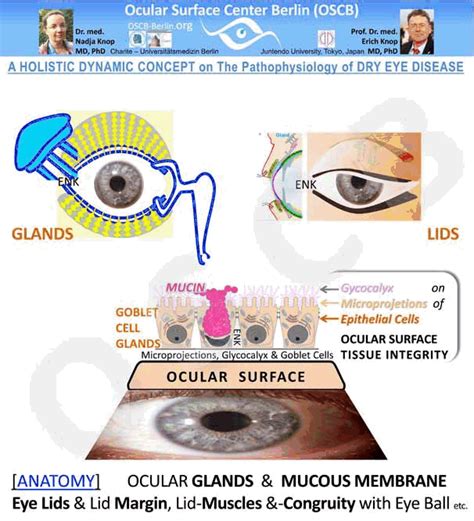 Dry Eye Concept 5 Basics On Function And Disease — Ocular Surface Center Berlin