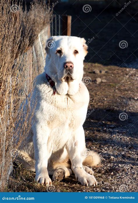 Central Asian Shepherd Dog White Alabai Sits Near A Fence In The Yard