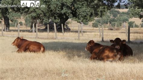 Fuerte Subida De La Paja Mientras El Vacuno Para Sacrificio Sigue A La