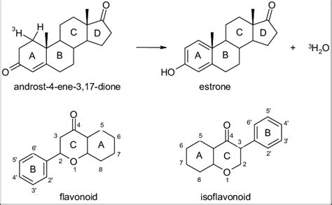 3. The structure formulas of 3 H labeled androstenedione and estrone ...