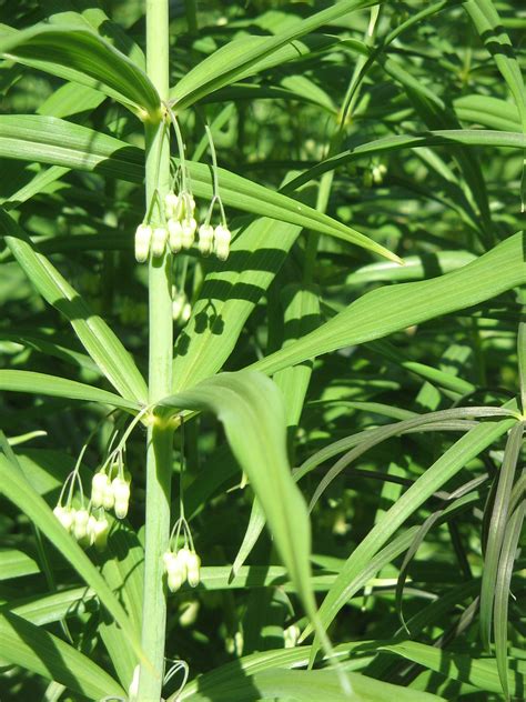 Polygonatum Verticillatum Sigillo Di Salomone Verticillato Piante