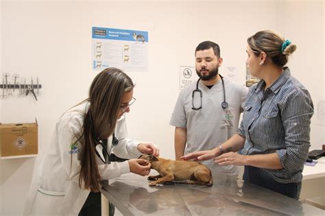 Unidade De Atendimento Clínico Cirúrgico Veterinário - Unicentro fortalece atendimento veterinário com novo centro cirúrgico e ...