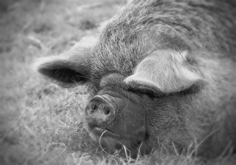 Miniature Pig Mini Pigs Free Stock Photo - Public Domain Pictures