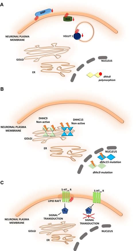 Insights Into Protein S Palmitoylation In Synaptic Plasticity And