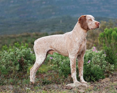 Französische Vorstehhunde Garde der Könige WILD UND HUND