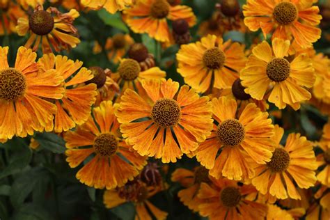 19 Orange Flowering Perennials Garden Lovers Club