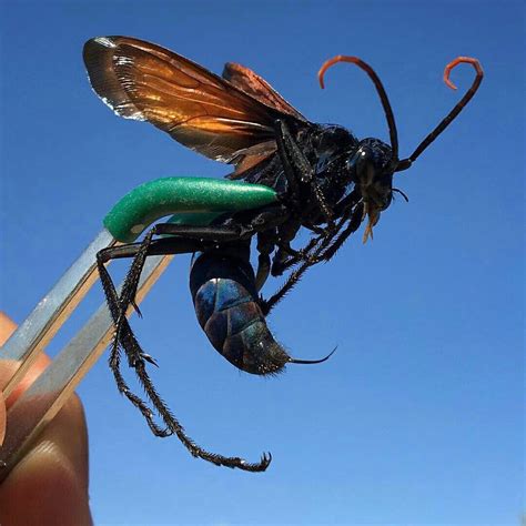 Tarantula Hawk Size