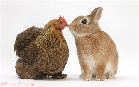 Chicken And Netherland Dwarf Cross Rabbit Photo Wp28051