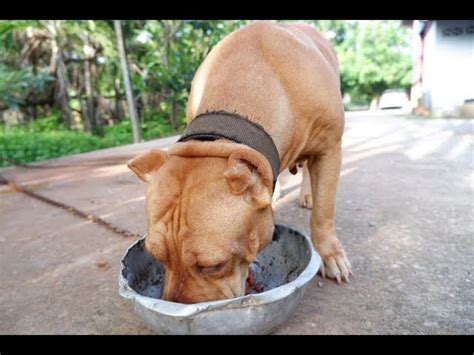 5 Pounds In 5 Weeks: Boosting Your Dog's Appetite Naturally