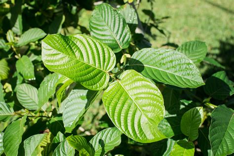 Co Je To Kratom A Jak M Inky Kratomuj Cz