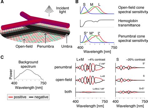 Spectral Sensitivities And Apparatus A Schematic Diagram Of The