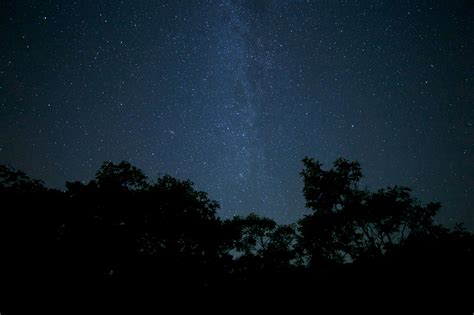 Bosque De Noche