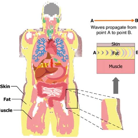 Relative Permittivity And Conductivity Of Human Tissue And Its