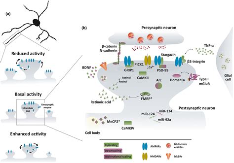 Mechanisms Of Homeostatic Plasticity In The Excitatory Synapse