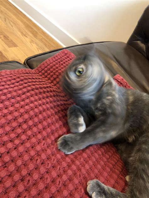 is it normal cat shaking fast 2