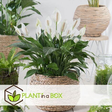 Spathiphyllum Lys De La Paix Set De 4 Pot 12cm Hauteur 30 40cm